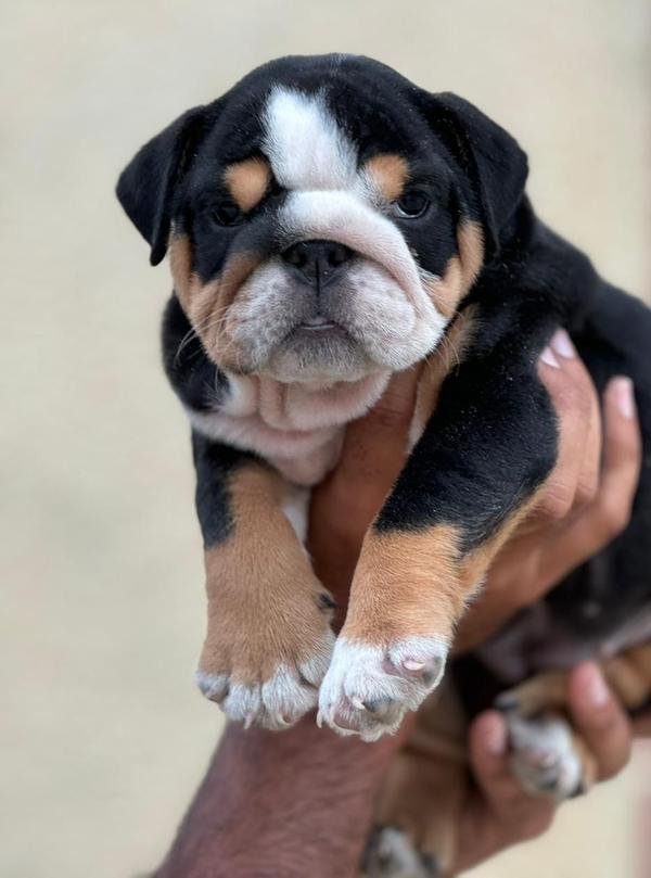 amit pet shop nagpur maharastr