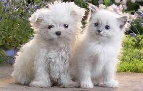 best pet clinic