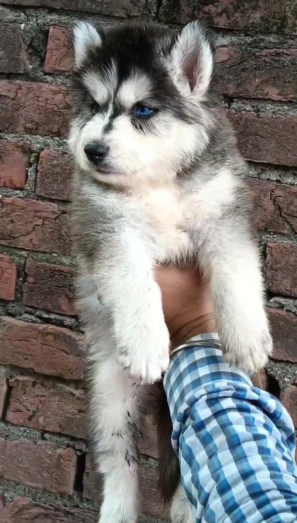 dogs breed puppies