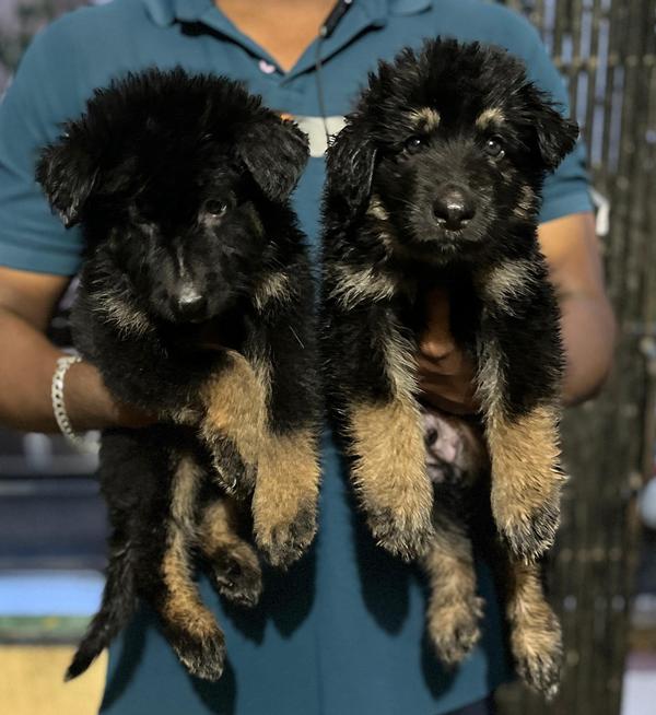 dogs breed puppies