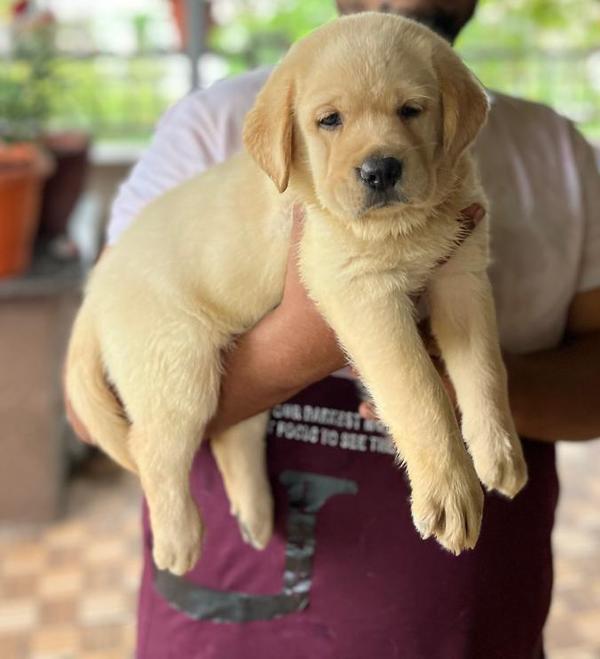 super quality golden retriever