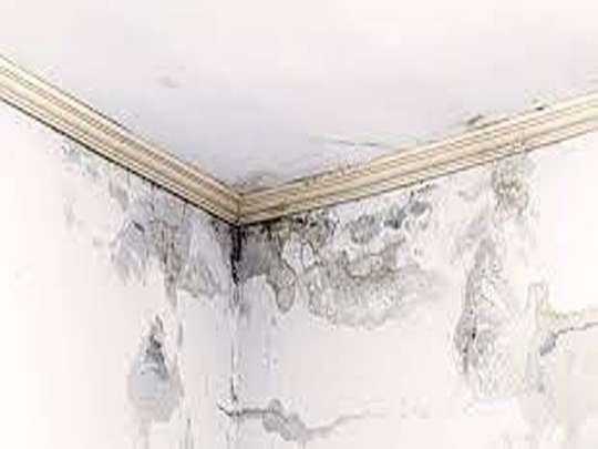 dampness work in trichy
