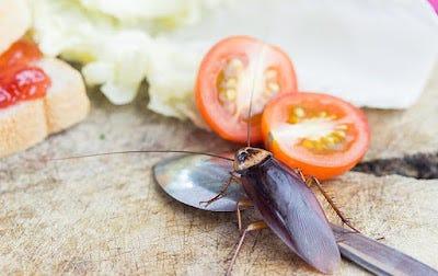 cockroach qatar