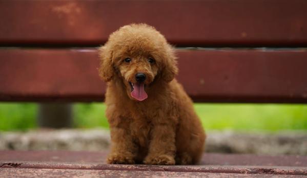 chow chow