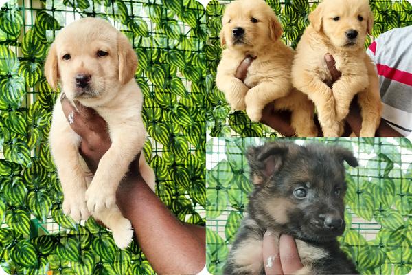 ethical breeding