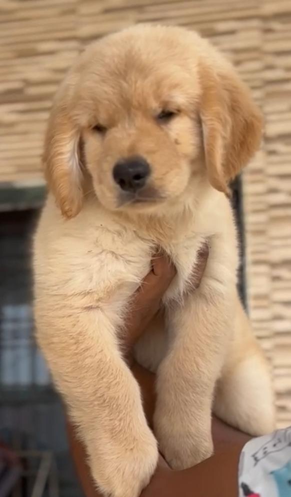 top quality golden retriever p