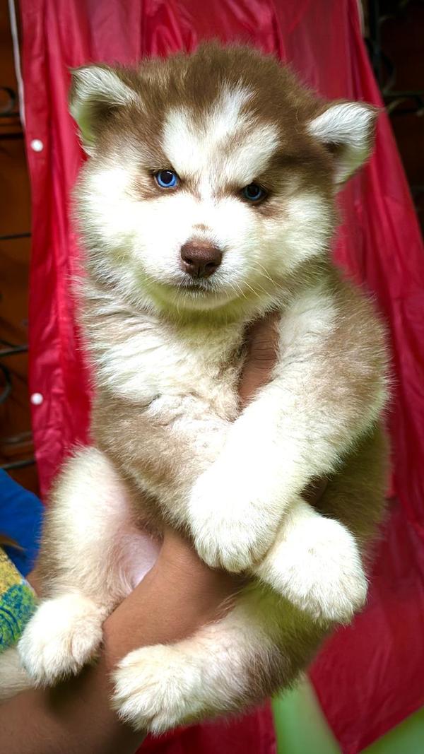 salesiberian husky puppies