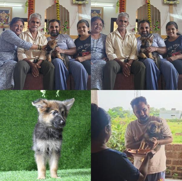 nagothane maharashtra puppies