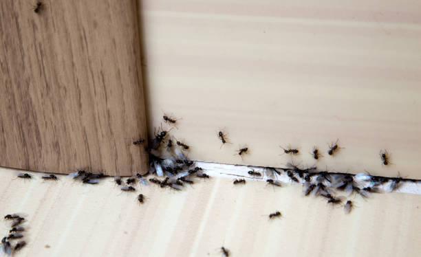 expert ants treatment
