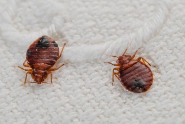 bedbug infestations