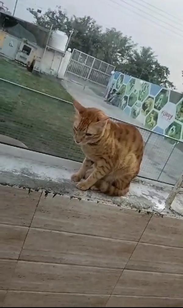 cats