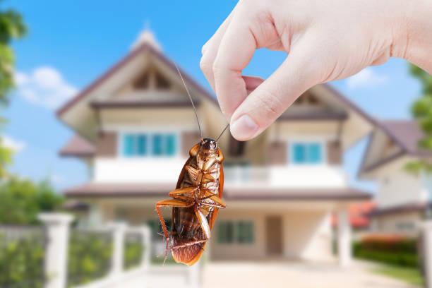 cockroach infestations