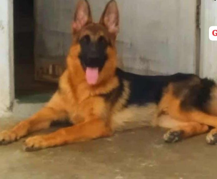 best pet shop ganesh peth nagp