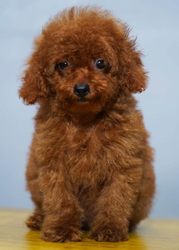 nagpur toy poodle