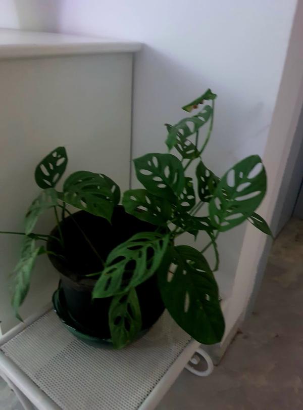 update image