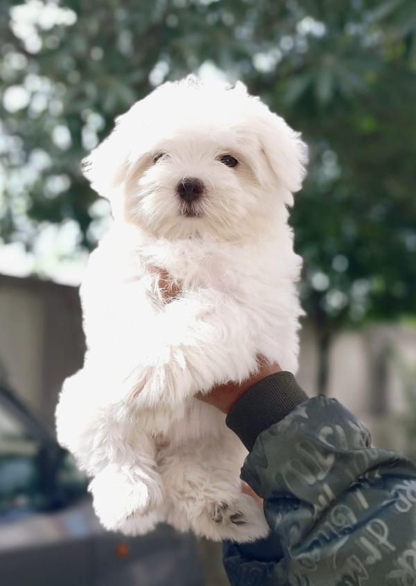pimpri chinchwad puppies