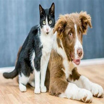 trustworhty pet clinic