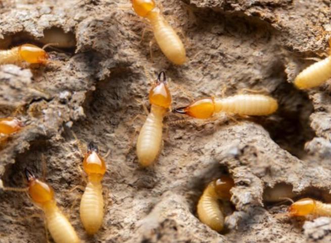 free termite inspection