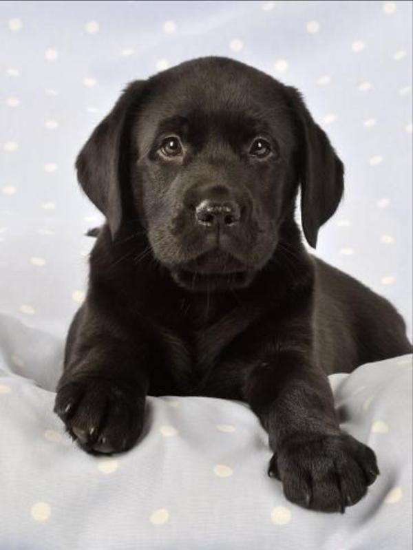 life black labs