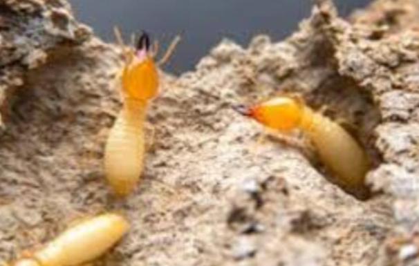 professional dimaak termite tr