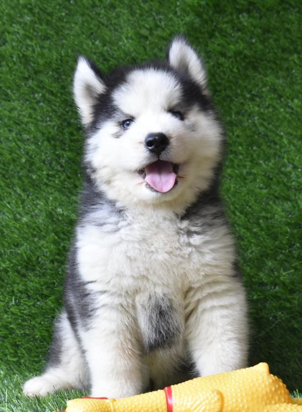 siberian husky puppies in maha