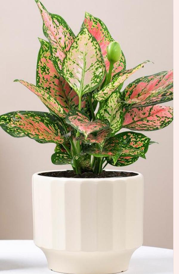 beautiful plants with pots ran