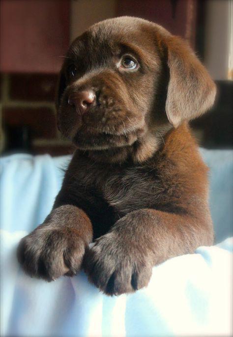 mumbai purebred puppies breede