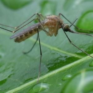 omprehensive pest management s