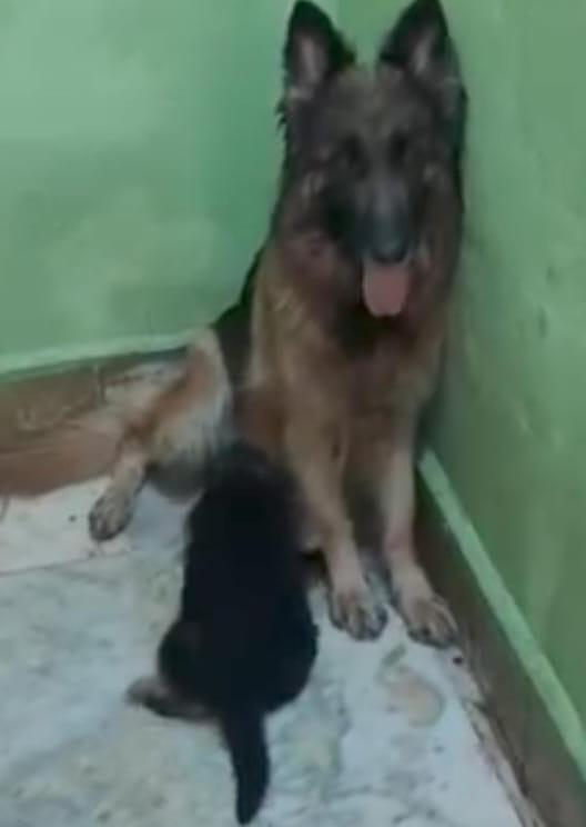 german shephered dog price