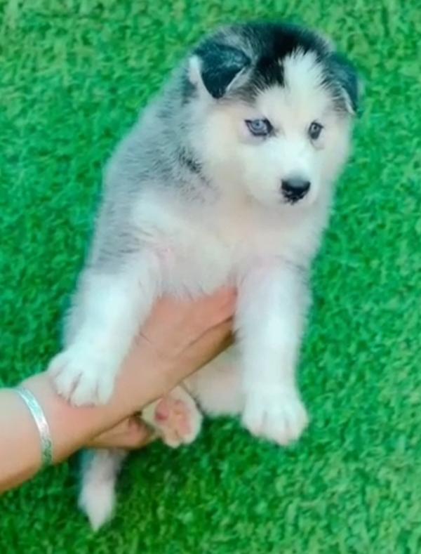 shanti nagar nagpur husky pupp
