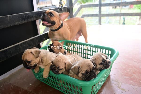 trusted breeder dog kennel est