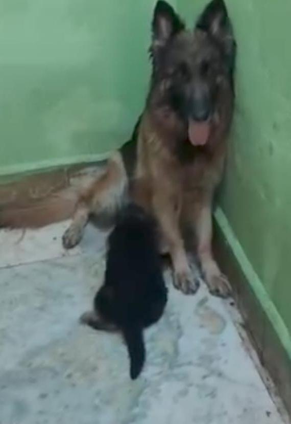 german shepherd male