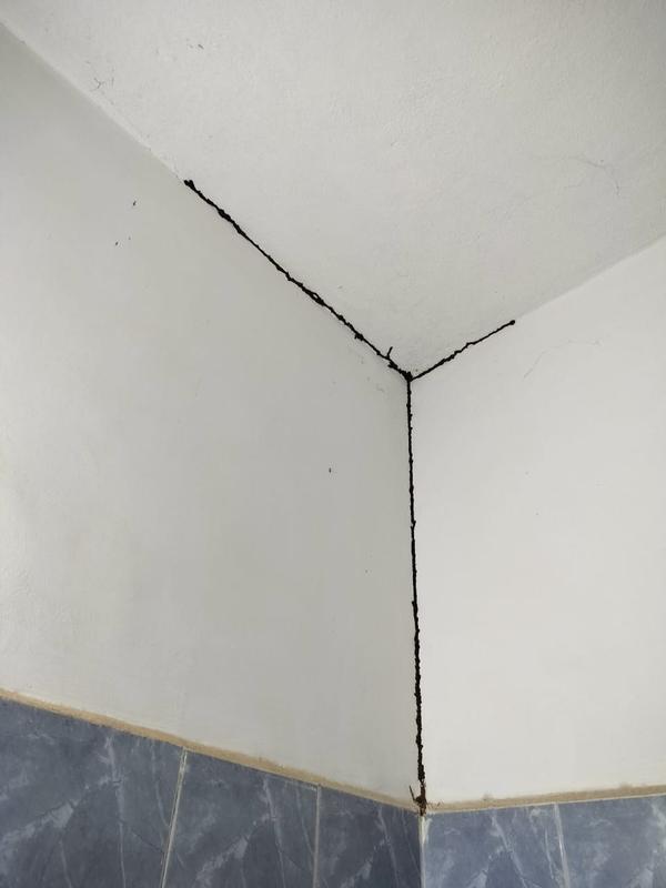 termite infestation
termite m