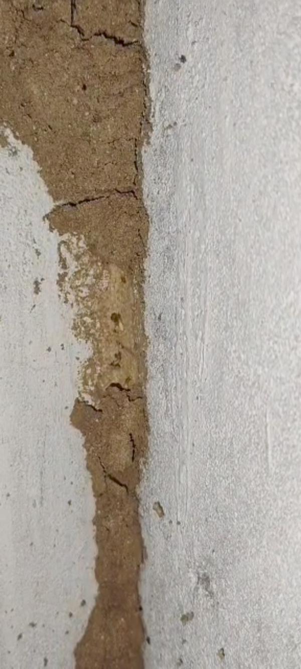 termites in residential homes