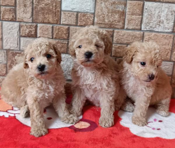 nagpur toy poodle