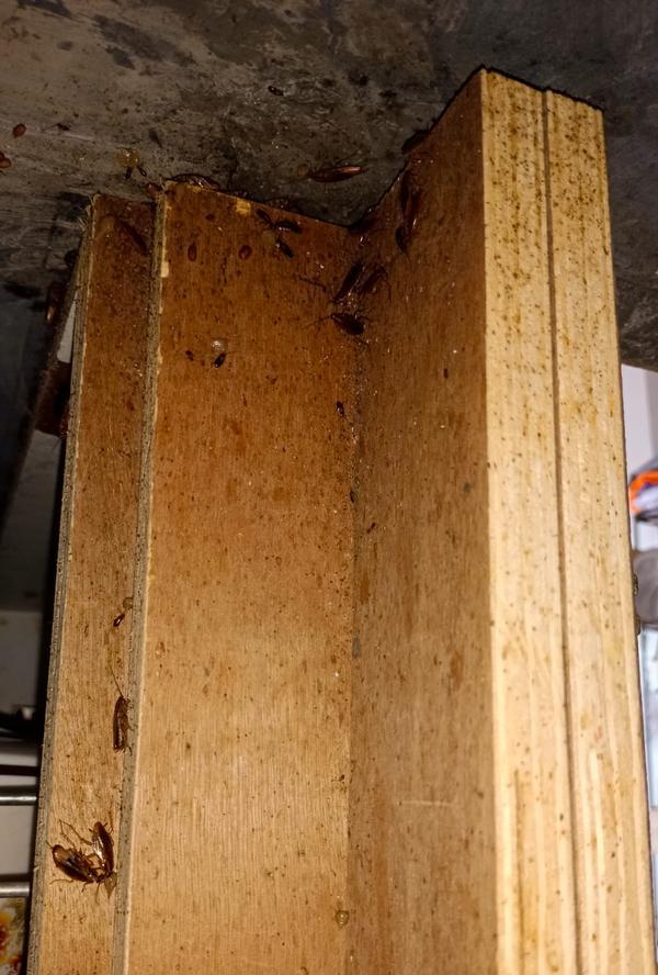 safe pest control treatments