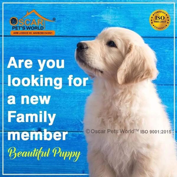 legal puppy seller mumbai