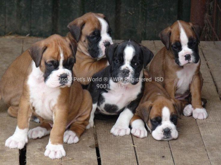 certified kennel
