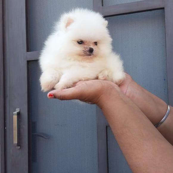 bundle