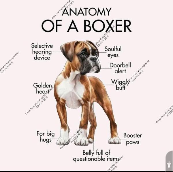 puppy breeder boxer puppies