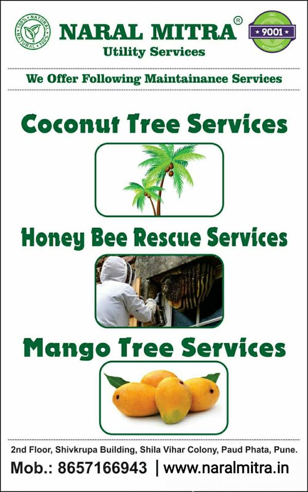 coconut tree problem