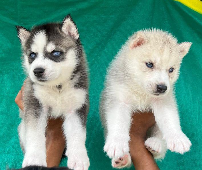 husky puppies nagpur