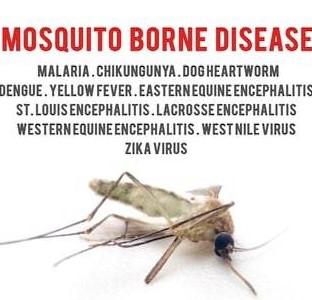 pest control in jasola