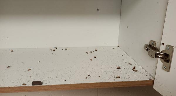 advanced termite treatment sol