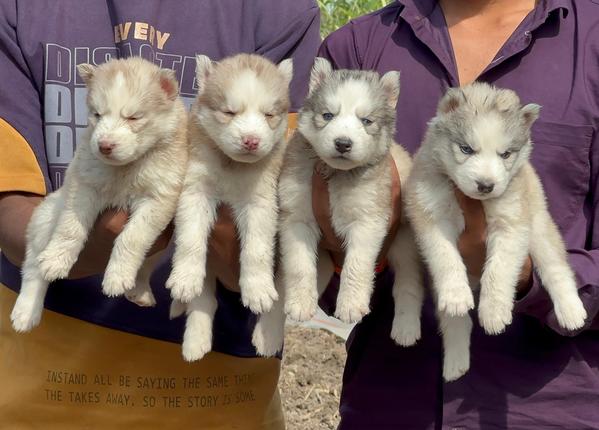 caring home for husky puppies