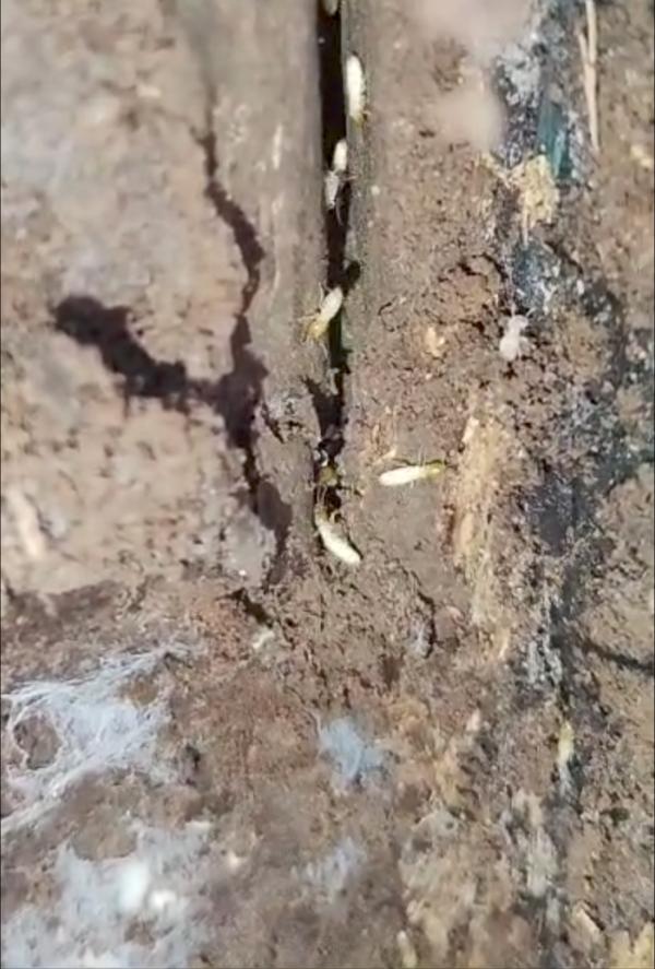 termites free inspection