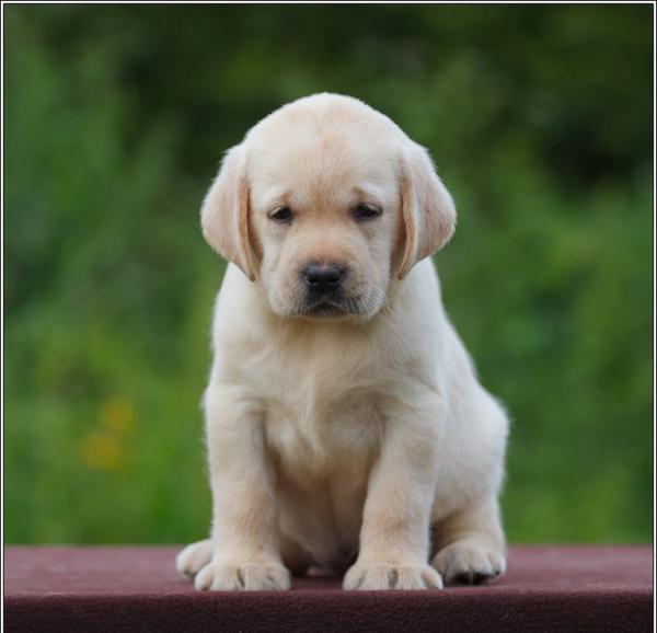 mumbai purebred puppies breede