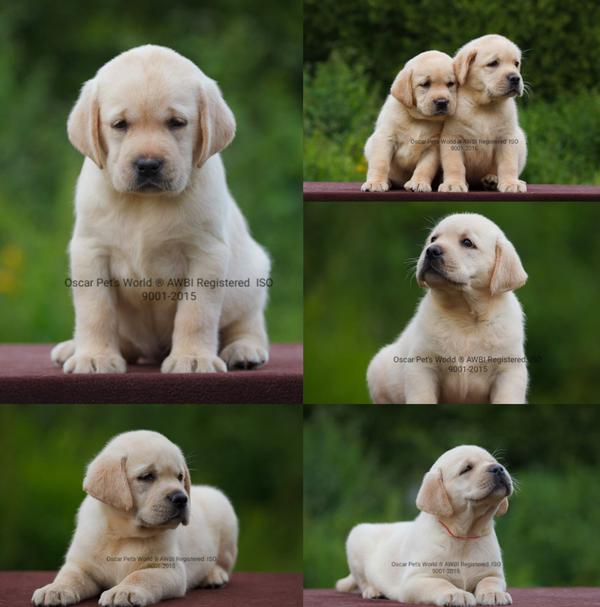 mumbai purebred puppies breede