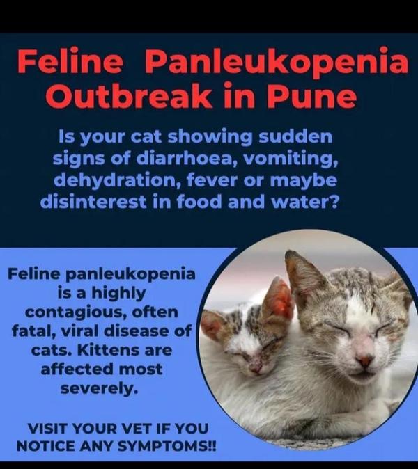 pet veterinary services in had