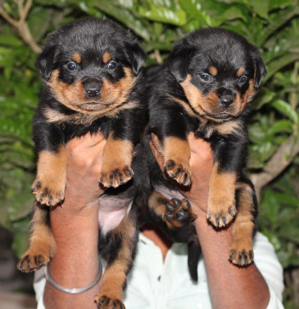 best pet shop in kattol